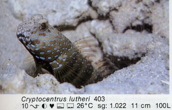 Cryptocentrus lutheri